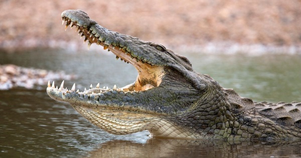 Crocodile Kills Pastor Performing Baptism